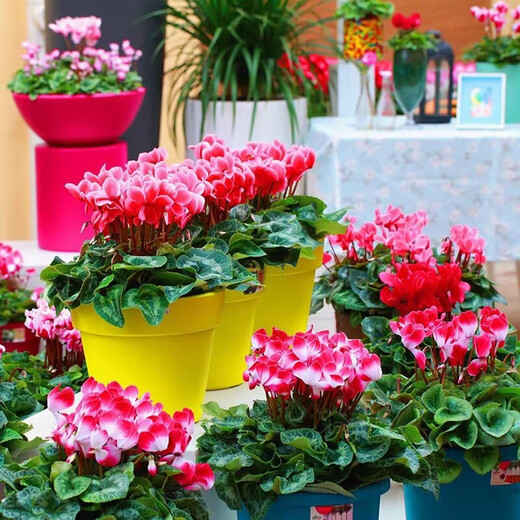 8645 people praised Double Cyclamen Seeds Cyclamen Seeds New Year's Eve Flower Plants for Balcony Indoor and Outdoor Pots Cyclamen Seeds All Colors Mixed Version Two Packs of Seeds 276 + Fertilizer