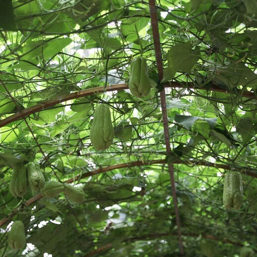 Shop Chayote Early Maturing Extra Large Chayote Vegetable Climbing High Yield Disease Resistant Perennial Melon Affordable Price High Yield Good - 40 Count - Net Seeds Chayote Seeds