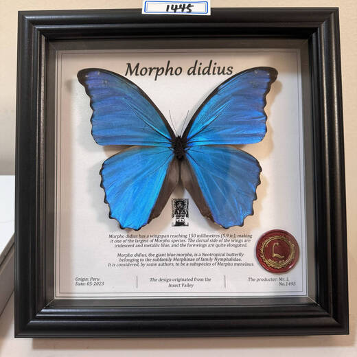 昆虫谷 大蓝闪蝶 蝴蝶标本相框蝴蝶艺术框真蝴蝶朋友节日礼物收藏 1484号