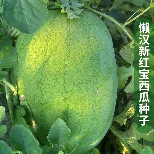 Xinhongbao watermelon seed larvae, green skin, large fruit, few seeds, sown in the courtyard and field in all seasons, giant water, Xinhongbao special - high quality, original 1 pack of about 50 capsules