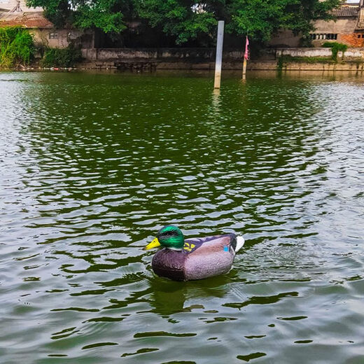 MieLanat water remote control boat bionic duck toy boat can launch high-speed speedboat RC model simulation animal children electric remote control duck one lithium battery (20 minutes)