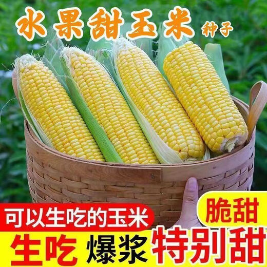 Sweet and crispy fruit corn big sticks, early maturing, fragrant and super sweet corn, eaten raw in the field for all seasons, high quality fruit corn seeds, newly planted in season - 3 packs, about 153 seeds