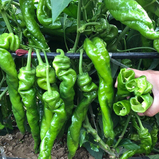 Four Seasons Planting Extra Large Spicy Pepper Thin-Skinned Spicy Chili Seeds Hangzhou Pepper Garden Potted Seasonal Vegetables Spicy Big Fruit Spicy Pepper Seeds New Species Selected 406 Capsules 7WQ