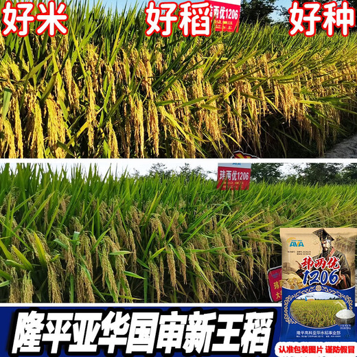 新种国审高产玮两优1206水稻水稻种子稻谷新品种抗倒抗病长粒 玮两优1206一袋【2500克】原装发 国审新种高产稻