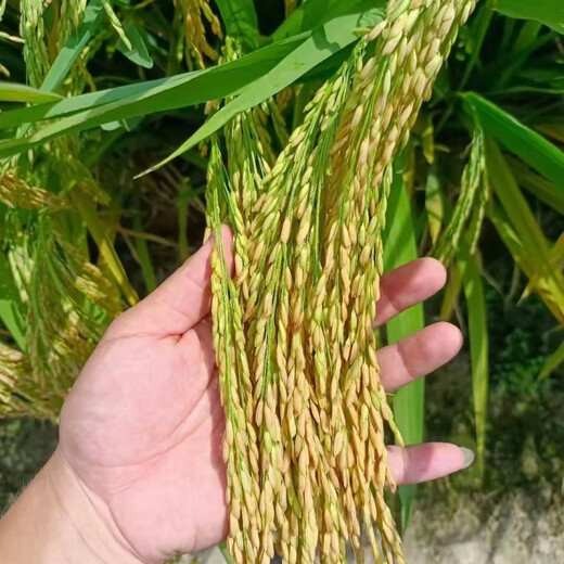 新种国审高产玮两优1206水稻水稻种子稻谷新品种抗倒抗病长粒 玮两优1206一袋【2500克】原装发 国审新种高产稻