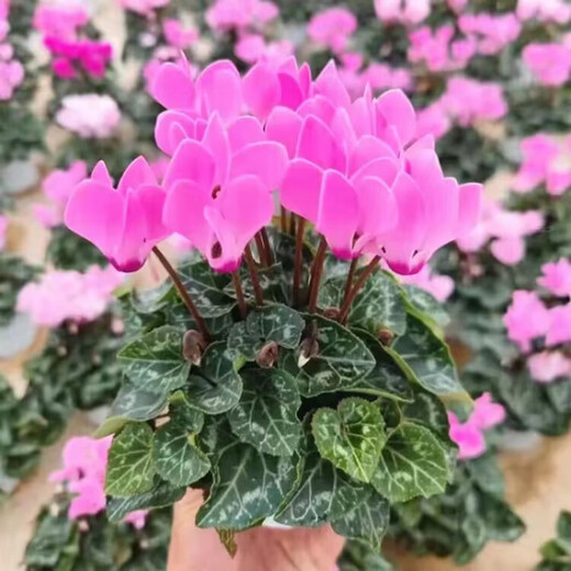 8645 people praised Double Cyclamen Seeds Cyclamen Seeds New Year's Eve Flower Plants for Balcony Indoor and Outdoor Pots Cyclamen Seeds All Colors Mixed Version Two Packs of Seeds 276 + Fertilizer