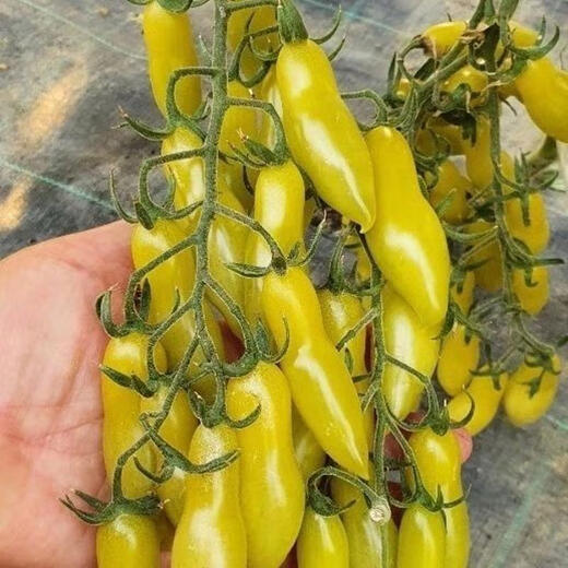 Shop: About 50 Dancing Green Finger Tomato Seeds, Simple Yellow Peanut Tomato Seeds for Potting Water, 30 Dancing Green Finger Tomato Seeds + Fertilizer