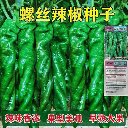 Four Seasons Planting Extra Large Spicy Pepper Thin-Skinned Spicy Chili Seeds Hangzhou Pepper Garden Potted Seasonal Vegetables Spicy Big Fruit Spicy Pepper Seeds New Species Selected 406 Capsules 7WQ