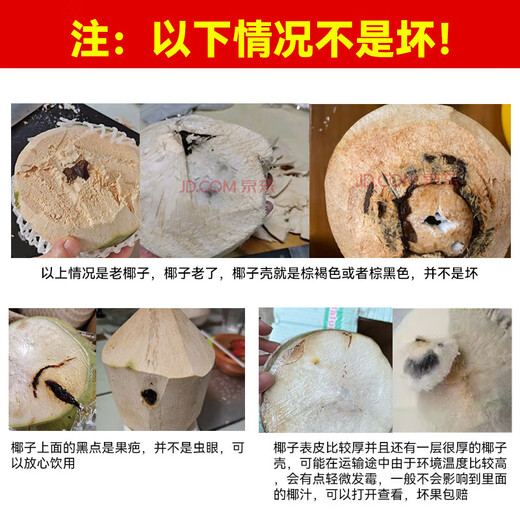 Hainan Coconut Green Hainan Straight Hair Freshly Picked Fresh Pregnant Women Amniotic Water Tender Coconut Specialty Fruit Coconut with Skin Single Fruit 3-5 Jin Jin equals 0.5 kg About 6 pcs