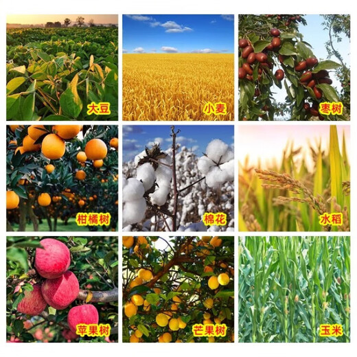 20% Phenylpeptidine Soybean, Pepper, Rape, Tomato, Citrus, Flower and Fruit Preserving Pesticide Growth Regulator 200g