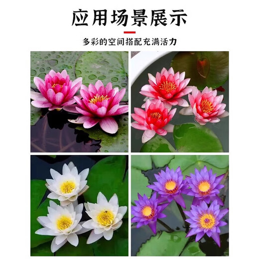 Water lily hydroponic plants bloom in all seasons, fish tanks, ponds, lotus pots, water-based root blocks, 5 large quality water lilies (mixed colors with buds)