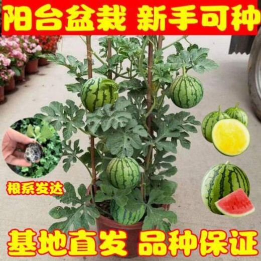 Watermelon seedlings grafted 8424 Extra Sweet Kirin Super Sweet Seedless Midu Watermelon Seedlings Potted Planting Watermelon Seedlings 2K Buy 5+5 (Real Harvest 10) + Fertilizer