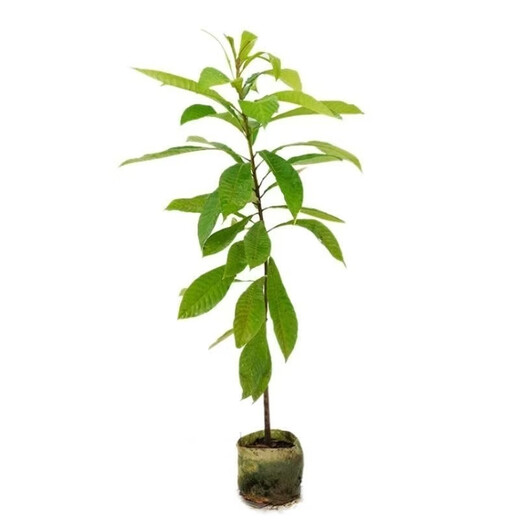 Mommy fruit saplings, potted ground planting, north and south planting, courtyard planting, Mommy - AAA+ high-quality large seedlings, buy 1 Song 1 piece