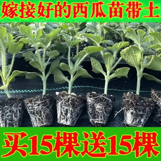 Watermelon seedlings grafted 8424 Extra Sweet Kirin Super Sweet Seedless Midu Watermelon Seedlings Potted Planting Watermelon Seedlings 2K Buy 5+5 (Real Harvest 10) + Fertilizer