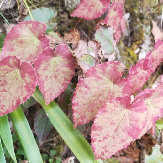 Wild Epimedium Seeds Epimedium Seed Roots Perennial Roots Fairy Spirit Spleen Four Seasons Evergreen Balcony Potted Plants Digging Now 5 Epimedium Seedlings Soil or Moss Moisturizing