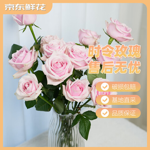 Jingdong Flowers Pink Snow Mountain Roses 10 Ruyi Base Fresh Cut Flowers Water-raised Flower Arrangement Life Bouquet Straight from the Source