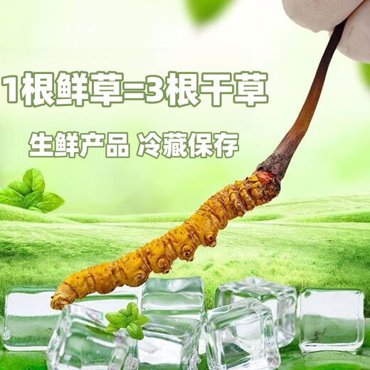Cordyceps frais Sinensis Verrouillage sous vide Emballage frais Sf Express Chaîne froide Origine droite Sélection de cheveux Big Gras