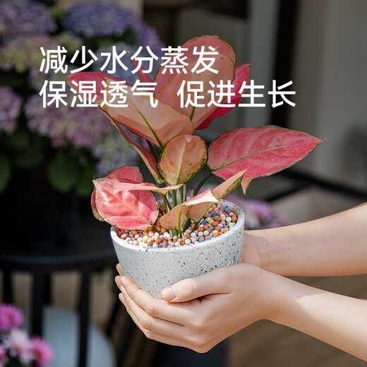 Stanley colored ceramsite bottom for flower cultivation, special hydroponic flower pot flower pellet pavement gardening clay terracotta pellets 3Jin Jin equal to 0.5kg