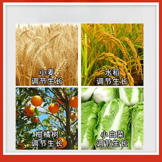 14 Hydroxybrassinonin Fruit Tree and Vegetable Disease Resistance Mitigation Phytotoxicity Resistance Drought and Frost Resistance Growth Regulator 100g