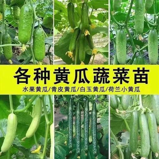 Cucumber seedlings, Dutch fruit cucumber seedlings, cucumber seedlings, high-yielding dense cucumbers, four-season balcony potted vegetable seedlings, 6 green heart cucumber seedlings