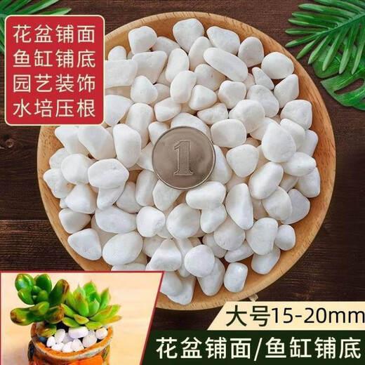 Runhuanian small white pebbles, succulent paving stones, flower cultivation pebbles, rain flower stone, fish tank landscaping basin, fine and full white pebbles 15-2mm 1Jin Jin is equal to 0.5 kg