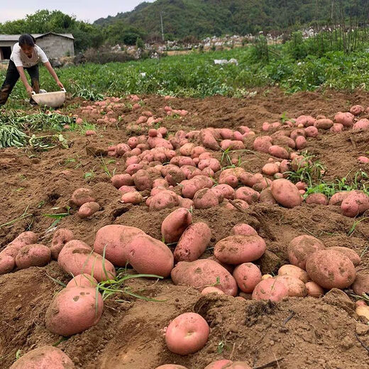Jingxiansheng Yunnan red potatoes net weight 3Jin Jin is equal to 0.5 kg single fruit 80g + red skin yellow heart potato potato potato straight from the source