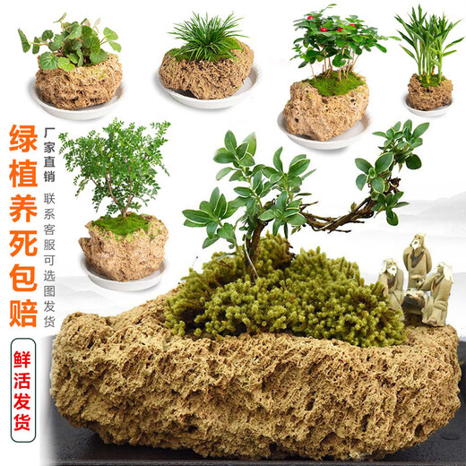 Stone flowerpot with water-absorbing stone, raw stone, natural flowerpot with asparagus, bamboo, calamus, succulents, micro-landscape pot, 13-17cm stone pot + round bottom bracket