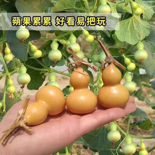 Extra small potted gourd seeds, hand-twisted gourd seeds, balcony ornamental ornaments, hand-twisted small gourd seeds, carefully selected grains, about 19 grains, gourd seeds