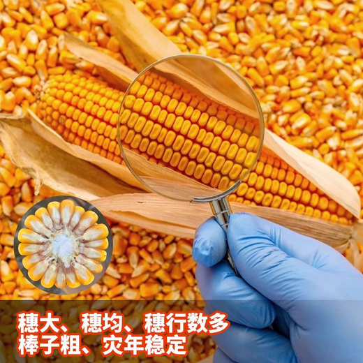 Zhengdan 958 national-approved corn variety corn seed high-yielding big stick corn seed Ludan 981 corn seed National-approved Zhengdan 958 corn seed original 3.5 Jin Jin equal to 0.5 kg 5 bags (buy more for cheaper)