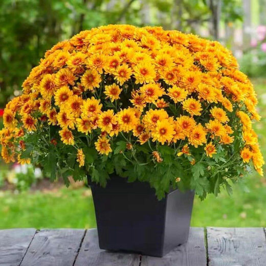 Thousand-headed Chrysanthemum Four Seasons Chrysanthemum Seeds Double-petaled Chrysanthemum Seeds Balcony Garden Potted Easy-to-Live Flower Seeds No. 1 Thousand-headed Chrysanthemum Seeds 10 Color Mixes SF Seasonal New Seeds Two Packs About 602 Capsules