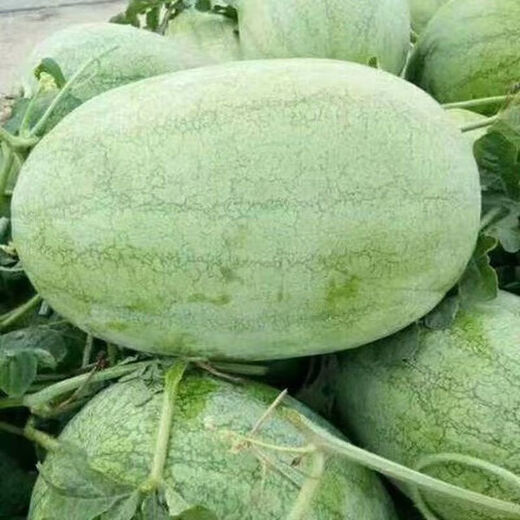 Xinhongbao watermelon seed larvae, green skin, large fruit, few seeds, sown in the courtyard and field in all seasons, giant water, Xinhongbao special - high quality, original 1 pack of about 50 capsules