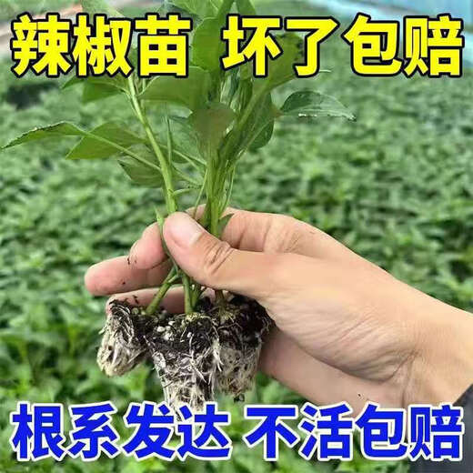 Thin-skinned pepper seedlings, large-fruited tiger-skin green pepper seedlings, mildly spicy wrinkled pickled pepper vegetable seedlings, thin-skinned pepper seedlings 200 pieces, packaged alive