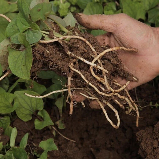 Houttuynia cordata seed seedlings + Sichuan authentic fresh folded ear root seedlings for home gardening and four-season potted plants. Houttuynia cordata seeds only sell good seeds. Simple and easy to plant. Receive 1 bag