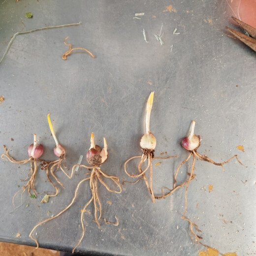 Rolling Lily Edible Sweet Lily Seedlings Base Direct Harvest 30 First Generation Rolling Lily Seedlings