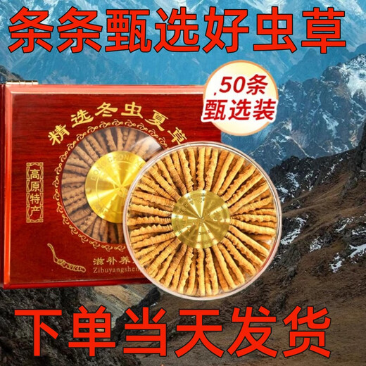 Cordyceps gift box with first stubble quality outdoor nourishing cordyceps high-end gift box with first choice. Tibet Cordyceps 0.5 grams each 100 gift boxes