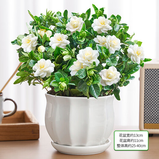 Hua Weng Gardenia Potted Plants Bloom Flowers All Seasons, Saplings, Indoor Green Plants, Easy to Maintain and Live, Jasmine Straight from the Source