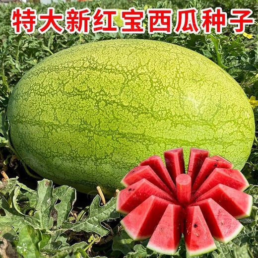 Xinhongbao watermelon seed larvae, green skin, large fruit, few seeds, sown in the courtyard and field in all seasons, giant water, Xinhongbao special - high quality, original 1 pack of about 50 capsules
