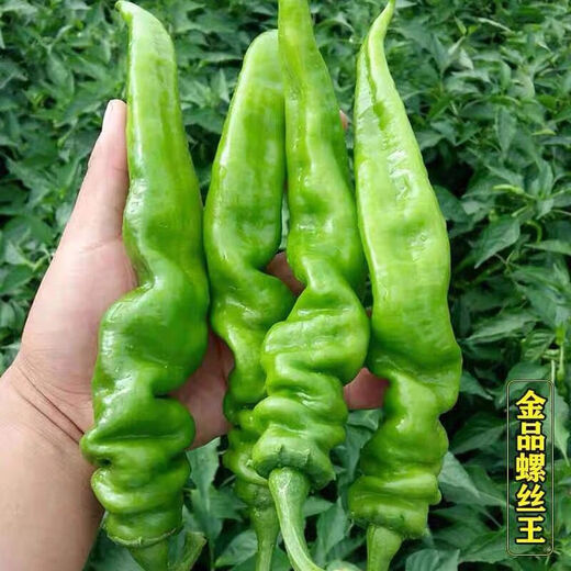Four Seasons Planting Extra Large Spicy Pepper Thin-Skinned Spicy Chili Seeds Hangzhou Pepper Garden Potted Seasonal Vegetables Spicy Big Fruit Spicy Pepper Seeds New Species Selected 406 Capsules 7WQ