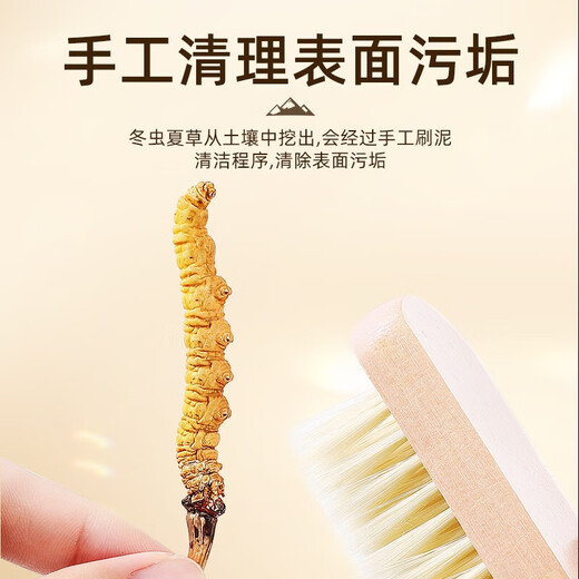 Lila und blaues Blumenmeer [NAQU, Tibet] Authentische wilde Cordyceps sinensis Neue getrocknete Cordyceps High-End-Ernährungsbox für Eltern und Älteste [NAQU, Tibet] Wild 5 Stücke/g 20g Packung