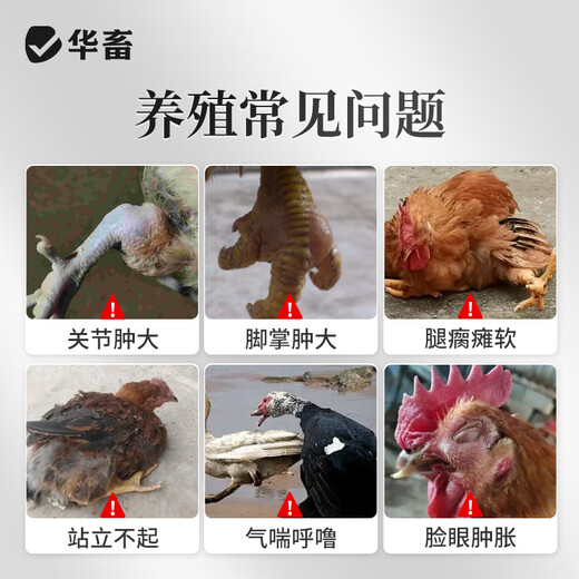 Huazhu Chick Feed Pellets Chick Chicken Premix Rutin Chicken Feed Quail Chicken Fish Bait Duckling Goose Feed 1 bottle Hua Zhi Kang 500ml for swollen joints and soles of the feet
