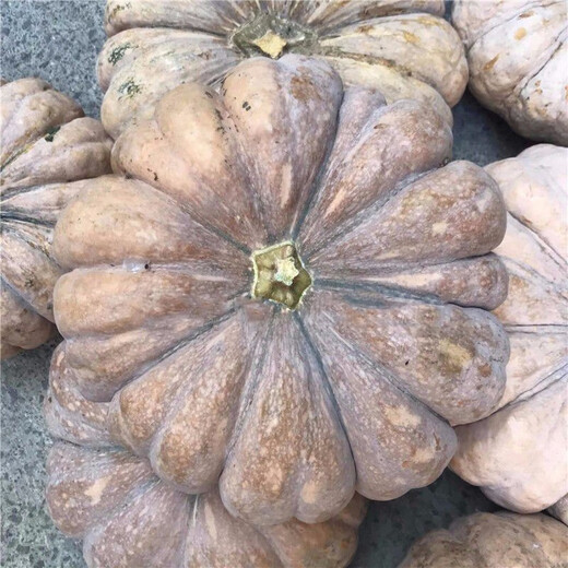 Specially Sweet Pumpkin Seed Flavor Sweet Pumpkin Vegetable Seed Lazy Mopan Large Pumpkin Seed Mopan Large Pumpkin Seed This year’s new species ST2998 new species 2 packs of about 44 seeds, good germination