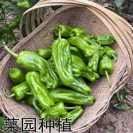 Thin-skinned pepper seedlings, large-fruited tiger-skin green pepper seedlings, mildly spicy wrinkled pickled pepper vegetable seedlings, thin-skinned pepper seedlings 200 pieces, packaged alive