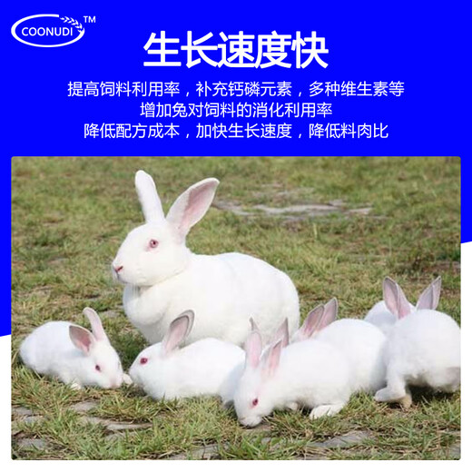 Zhengzhou Kangdi 4% Rabbit Premix Puppy Rabbit Breeds Fast-growing Meat and Bone Meat Rabbit Rex Rabbit Belgian New Zealand Rabbit Female Rabbit (Reproduction Period)