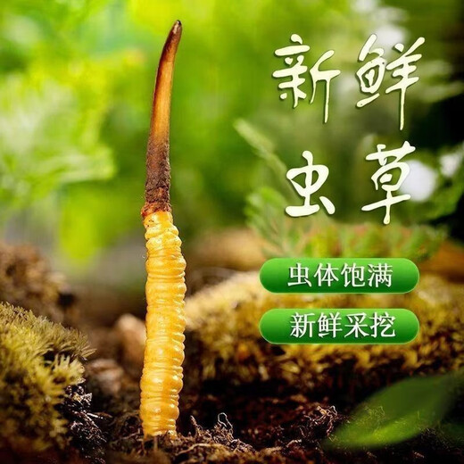 Luzhangtang 2025 frisches Cordyceps sinensis Cordyceps SF Express kaltes Ketten Direktes Haar ausgewähltes frisches Gras, jeweils tibetischer frischer Cordyceps 0,9 Gramm, 30 Stücke
