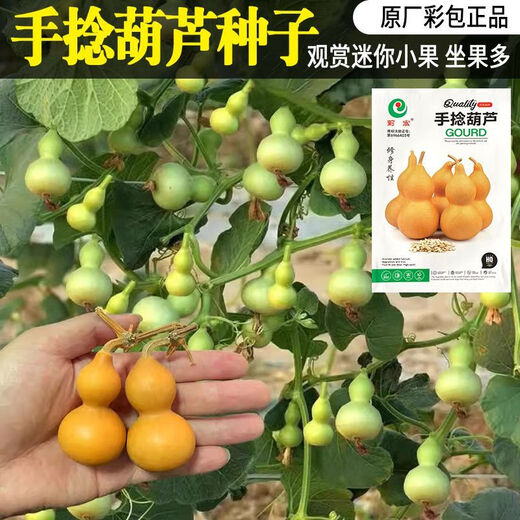 Extra small potted gourd seeds, hand-twisted gourd seeds, balcony ornamental ornaments, hand-twisted small gourd seeds, carefully selected grains, about 19 grains, gourd seeds