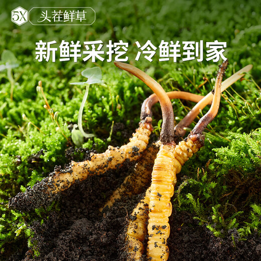 阿依舍 2025年头茬新鲜冬虫夏草鲜虫草礼盒冷鲜空运送长辈端午节礼物 0.6克/根 50根礼盒装