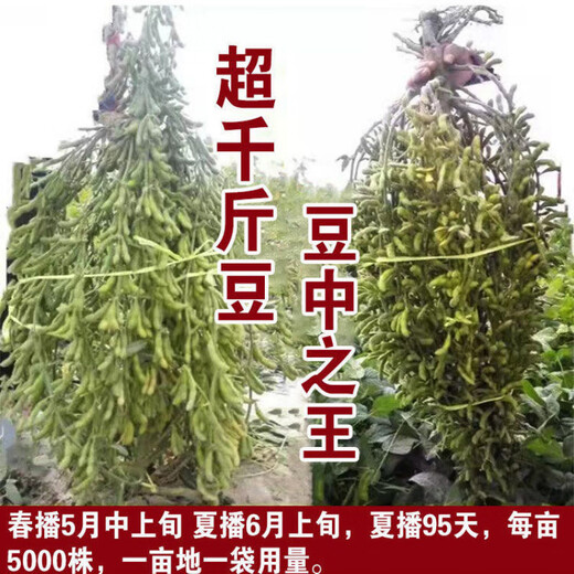 Thousand Jin Jin is equal to 0.5 kilograms. Bean and soybean seeds can be sown in spring soybean seeds and summer soybean grain seeds in field bases. Zhonghuang 13 soybean seeds 1 Jin Jin is equal to 0.5 kilograms (National Bean Examination 20010