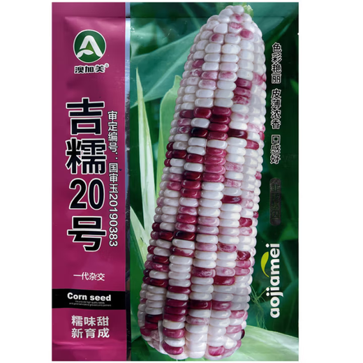 White, sweet and waxy corn seeds, high-yielding, sown in all seasons, white and waxy corn, non-transferable, national-approved, farmers’ super-sweet and waxy corn seeds, Jinuo 20 corn seeds, 100g, 1 bag