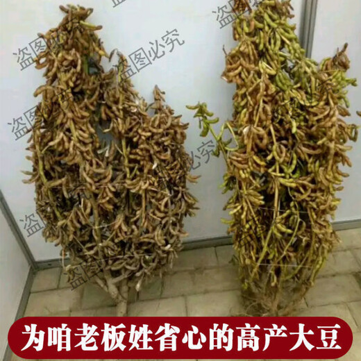 Thousand Jin Jin is equal to 0.5 kilograms. Bean and soybean seeds can be sown in spring soybean seeds and summer soybean grain seeds in field bases. Zhonghuang 13 soybean seeds 1 Jin Jin is equal to 0.5 kilograms (National Bean Examination 20010