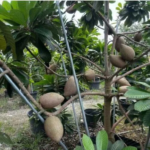 Mommy fruit saplings, potted ground planting, north and south planting, courtyard planting, Mommy - AAA+ high-quality large seedlings, buy 1 Song 1 piece